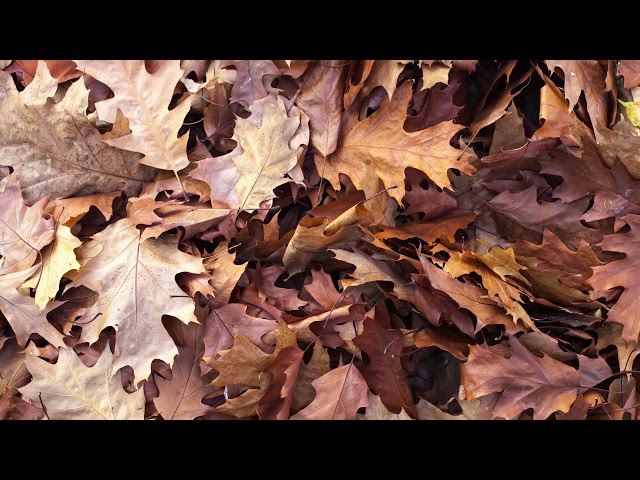 The Autumn & Waterfall