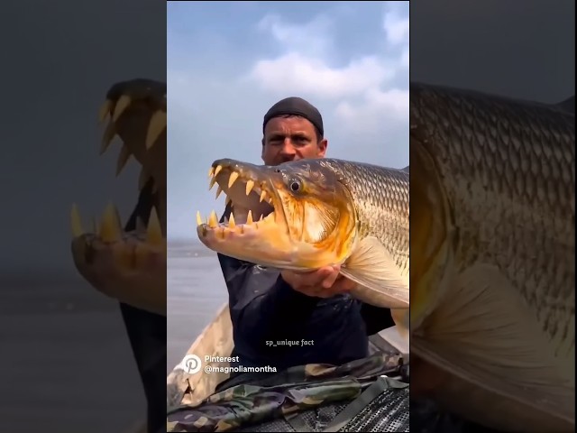 tiger fish 😱| #shorts #viralvideo #trending #facts #viral