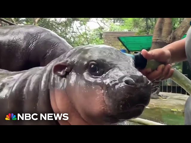 Baby Hippo named Moo becomes viral sensation