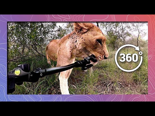 Carried Away by Lions in 360 4K