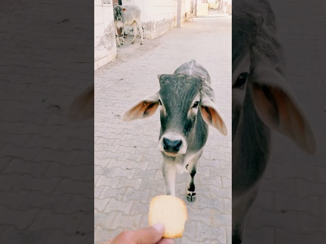 प्यारा बछङा आया #cow #ytshorts #gaumata #youtubeshorts #trendingshorts #calf #shorts #viralshorts