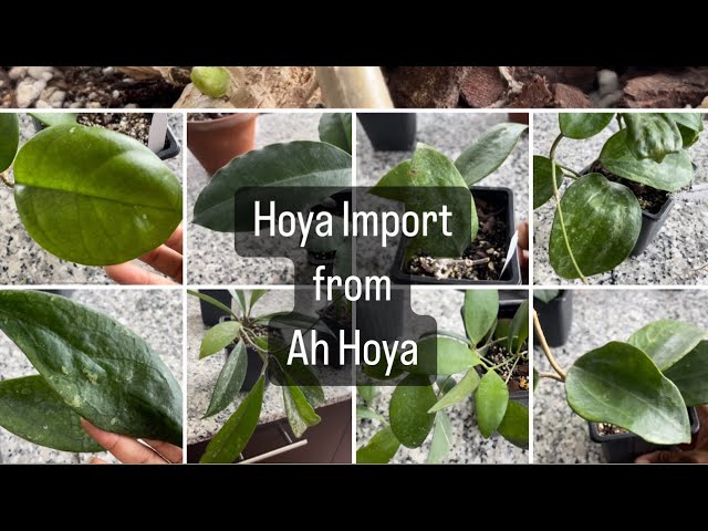 Hoya import from Ah Hoya ( Hoya haul)