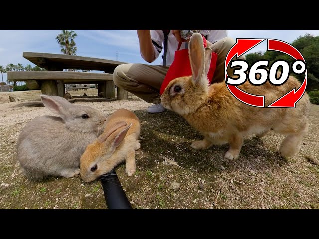 VR 360° | I'm jealous of the baby rabbits! Their mothers eat with them too!