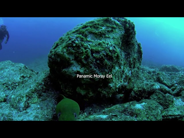 Relaxing 5.6k 360 VR Scuba diving and fish ID in Baja California Sur, Mexico