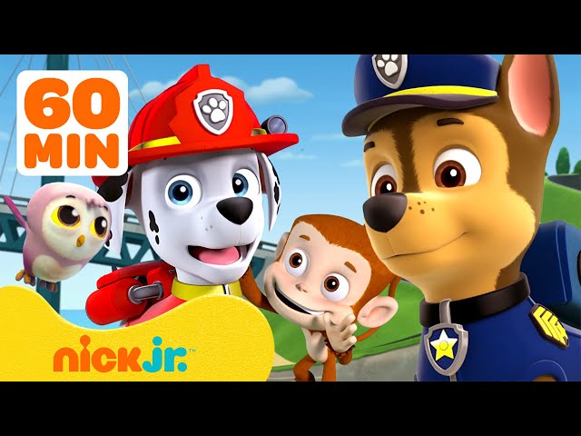 PAW Patrol | ¡Rescates y aventuras con animales bebé en PAW Patrol! con Marshall y Chase | Nick Jr.