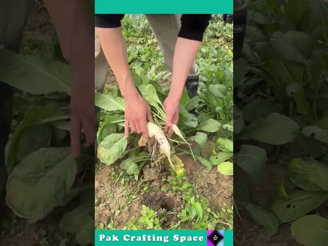 The Process Of Harvesting Radishes