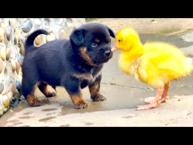 Cute and fun! This amazing dog 🐶 has fallen in love with the little goose sister 🪿😁❤️👍