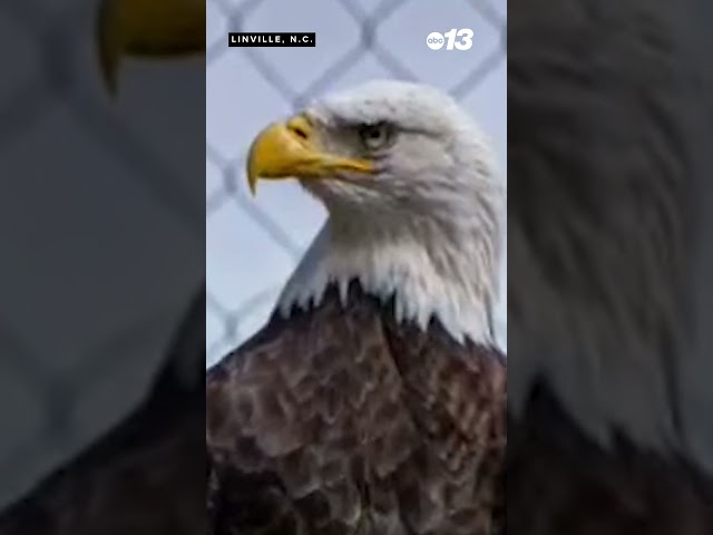 Bald eagle dies