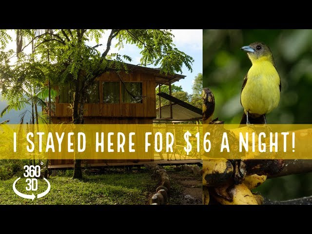 Amazing Birdwatching AirBNB for only 16 BUCKS A NIGHT! 360 VR (2018)