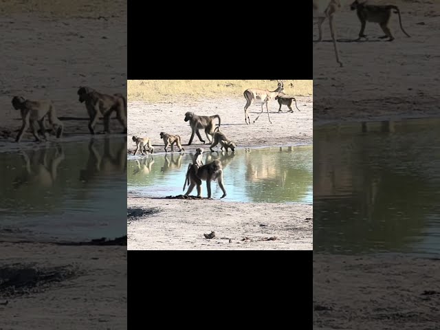 Cute Baboon Rides on Mom's Back  #africanwildlife #baboons #cuteanimals