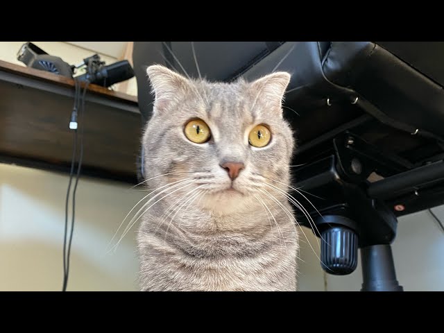 Katzen ASMR👍👍❤️