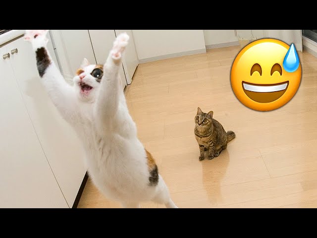 😂 ROFL Alert! 🐶🐱 Epic Funny cats and dogs Video That Will Leave You in Stitches! 🎥🤣