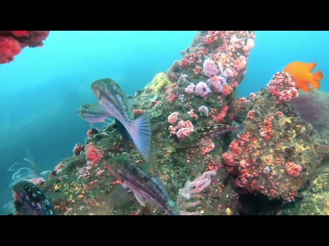 Diving Wreck Alley in San Diego