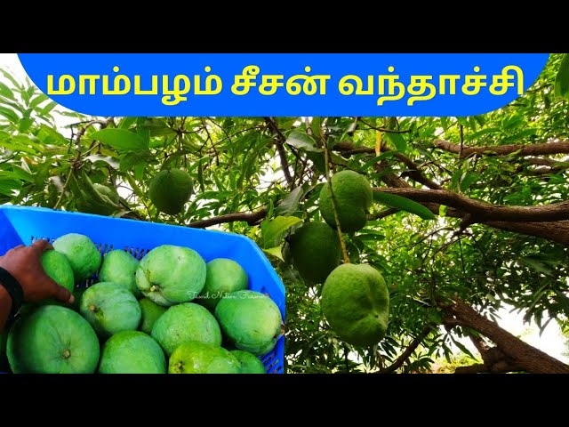 மல்கோவா மாம்பழம் அறுவடை | Fresh Mango Harvest in Farm | Tamil Native Farmer