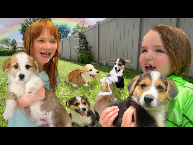 DOGGY DAY CARE SPA!!  Adley Niko & Navey take care of baby puppies! pet makeover and morning routine