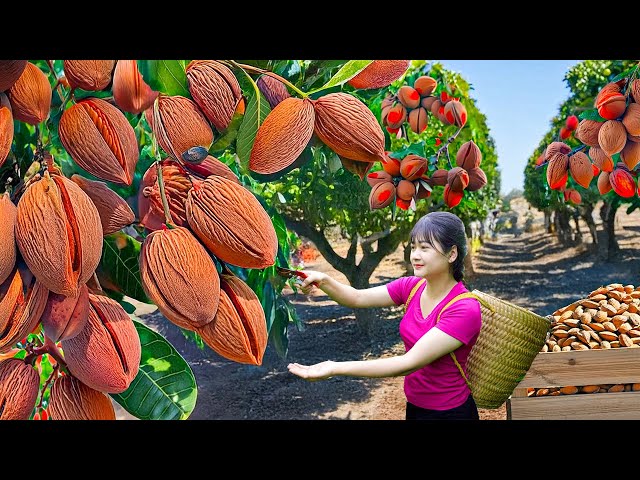 Harvest Giant Mutant Peach Hybrid Almond to Sell - Unique Traditional Recipe Make Famous Fruit Cake