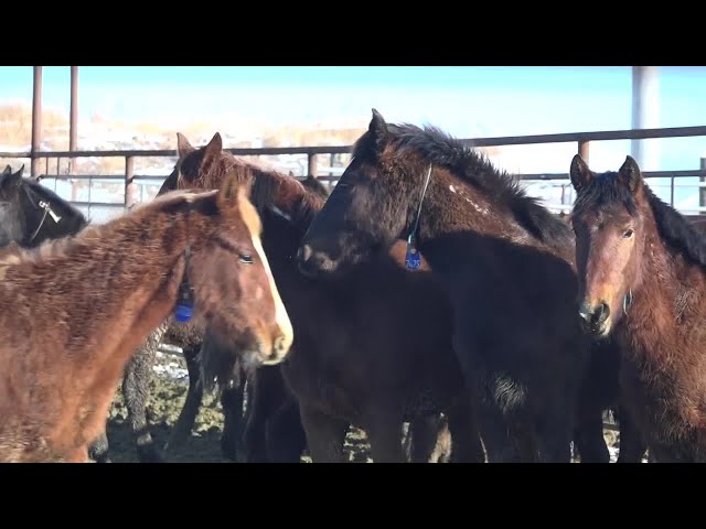 Branded Bonanza helps wild horses find forever homes through a competition