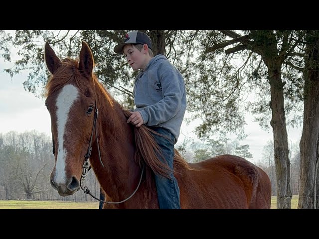 TSP LOT#1075 - SADDLEBRED - GELDING - 15 YO - 15.3 H - $2000