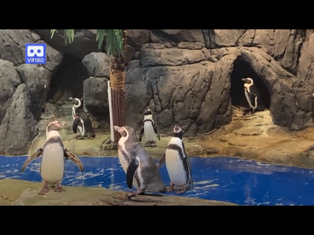 3D 180VR 4K Cute Penguin swimming for Exercise / Let's swim!!!  OH No Penguin don't wanna swim