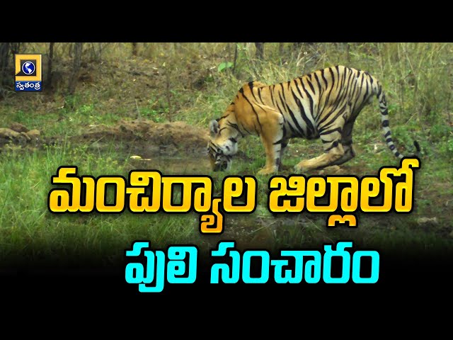 మంచిర్యాల జిల్లాలో పులి సంచారం | Tiger roaming In Mancherial District | Swatantra Telugu News