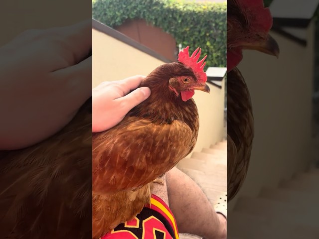 ADORABLE! My cute chicken loves to be pet