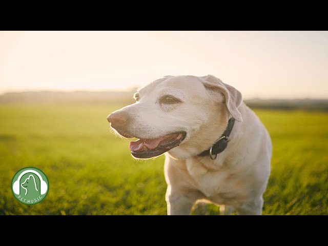 Music for calming and sleeping dogs🐶Anxiety and stress relief music🎵Dog favorite music.