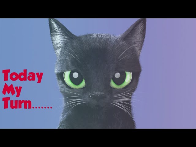 Funny and Cute Cat Videos 2021 😻 Mr Comali Man