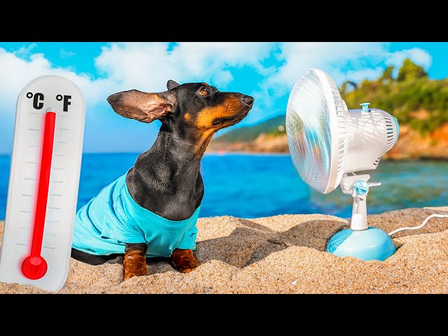 Overheat! Cute & funny dachshund dog video!