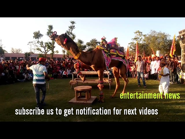 Rajasthani camel dance | entertainment news | hanuman jayanti | katrathal