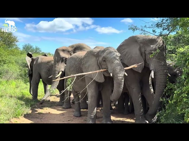 An Encounter with the Wild Elephant Herd and a Lone Lioness 🐘🦁