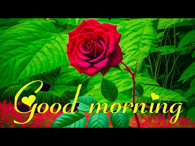 Good Morning Video💘| Whatsapp Status Video | Beautiful Rose Flower 🌹| #shorts #viral