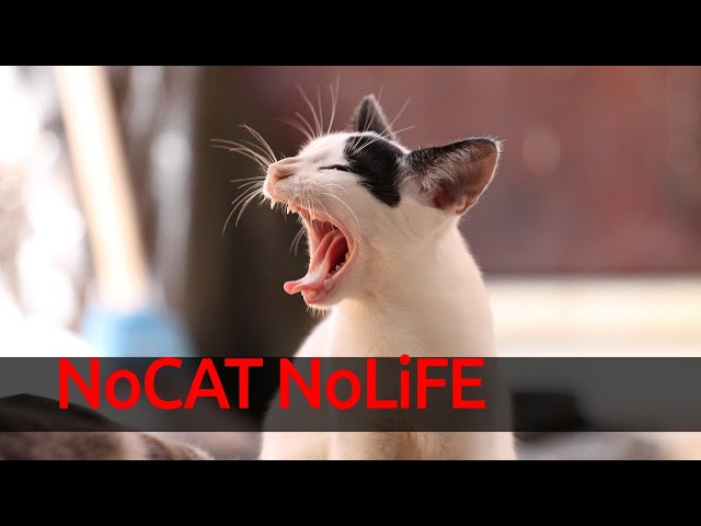 Funny animals 2023😆- Funny cats and dogs videos 🐈🐕  #shorts #funnycats2023 #nocatnolife