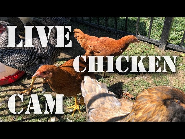 Hungry Hens - Live Chicken Coop Cam! - Live Animal Cam where you can feed us!