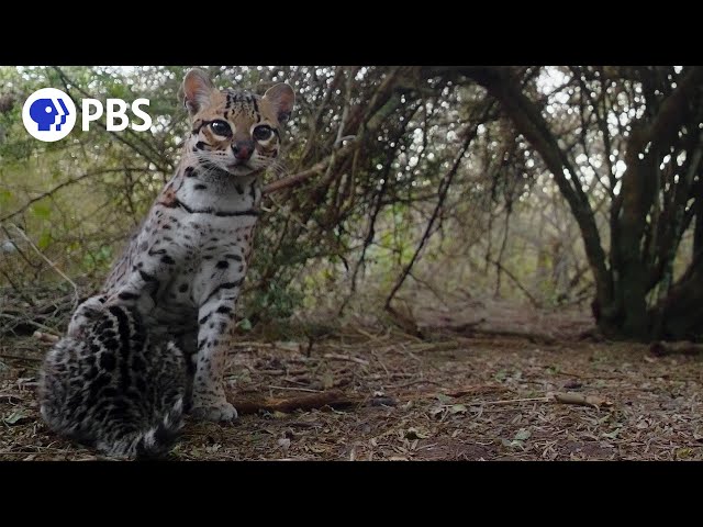 Ocelot Moms... They're Just Like Us