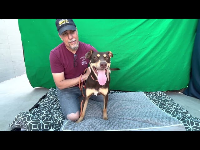 NEW! A5554759 Horatio   | Doberman Pinscher Mix