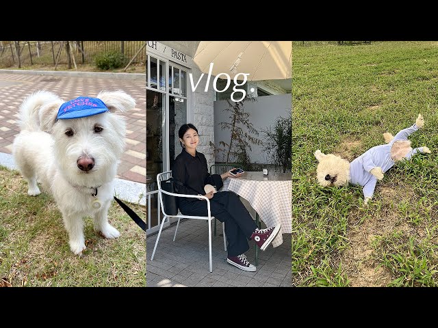 개엄마🐶 브이로그 / 헬리녹스 선셋체어, 반려견 사료 추천, 연남동 투어, 그리고 요즘 근황