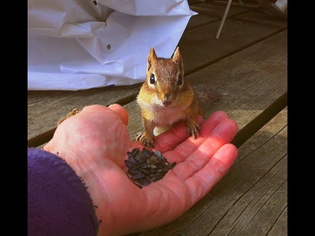 Tamie Est De Retour ! Tamie Is Back ! Notre Tamia Rayé / Our Eastern Chipmunk / Aventure Nature