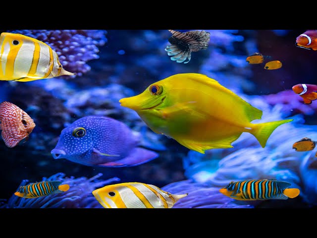 Beautiful Under the Sea and Fresh Water Creatures - Fish, Corals, Sea Plants–Meditation & Relaxation