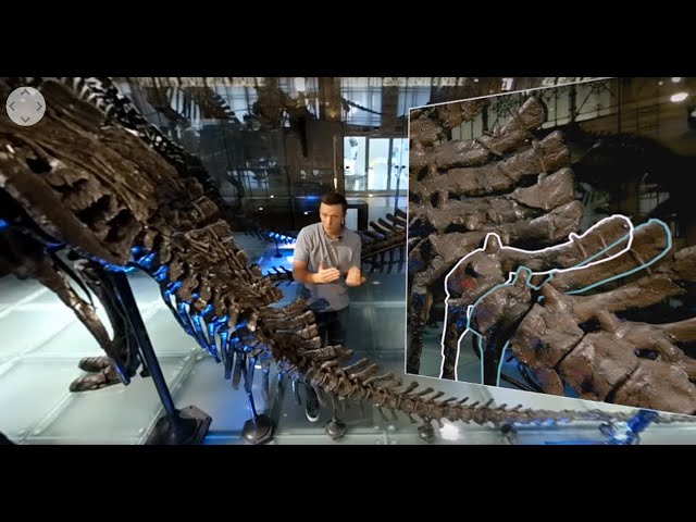 Inside the cage of the Iguanodons - episode 2: The right position (360 Video)