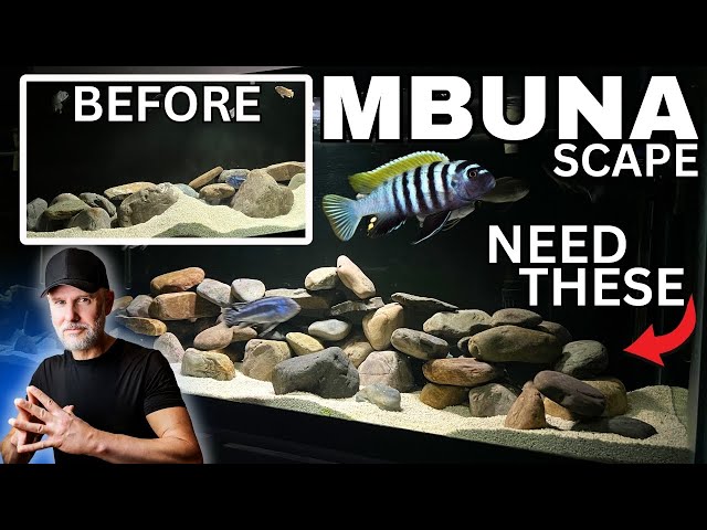 Best Way To Scape an MBUNA Cichlid Tank