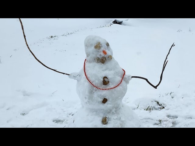 Snow day in South Louisiana. January 21st 2025