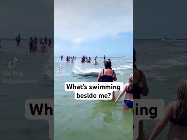 Shark or Dolphin? 🦈🐬 Ft Myers Beach Surprise!