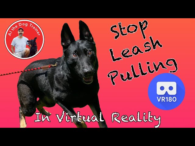 5 Tips to Stop Your Dog from Pulling in VR!