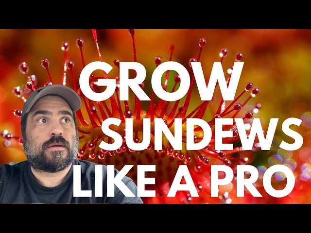 Grow Sundews Like A Pro With These Steps!