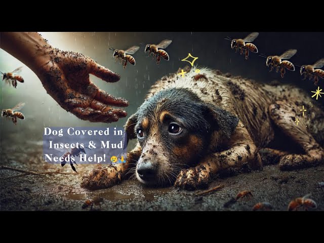 💔 Heartbreaking Rescue 🐶💔 Dog Covered in Insects & Mud Needs Help! 😢🙏