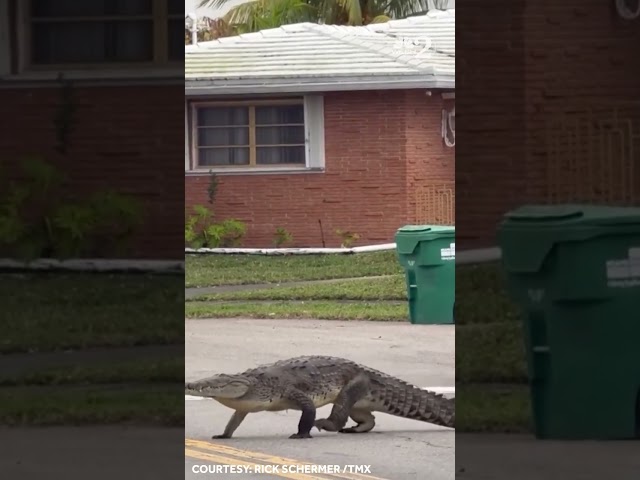 Massive Florida crocodile crosses the road