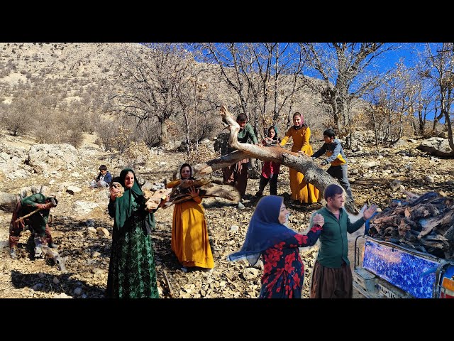 The love of a nomadic man and woman: collecting firewood in difficult conditions