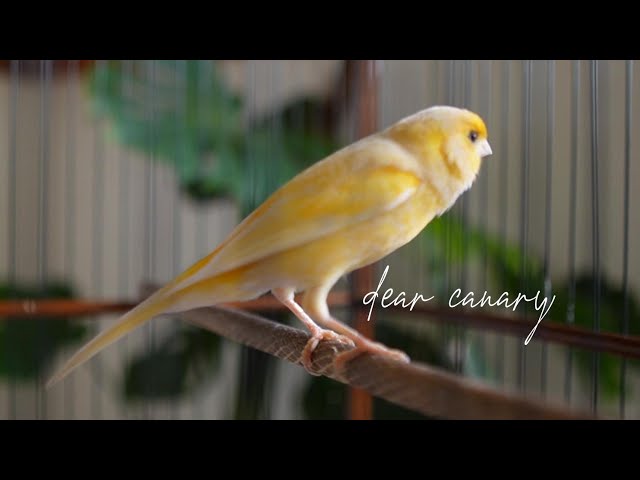 🔴  LIVE BEST TONE of Canary singing - effective for training your canary - best canary trainer 4 des