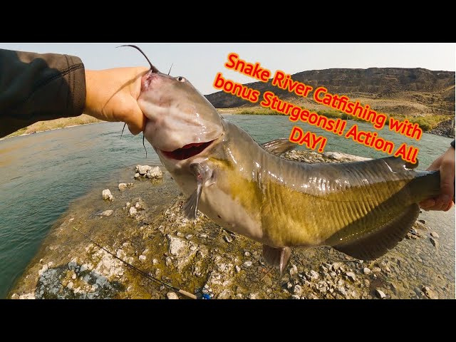 SUP Fishing Snake River Catfishing with bonus Sturgeons!! Action All DAY!