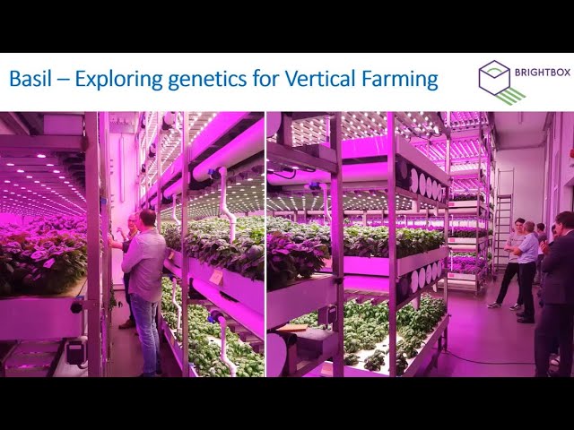 Basil, exploring genetics for Vertical Farming